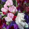 Sweet Pea Old Spice Collection (April)